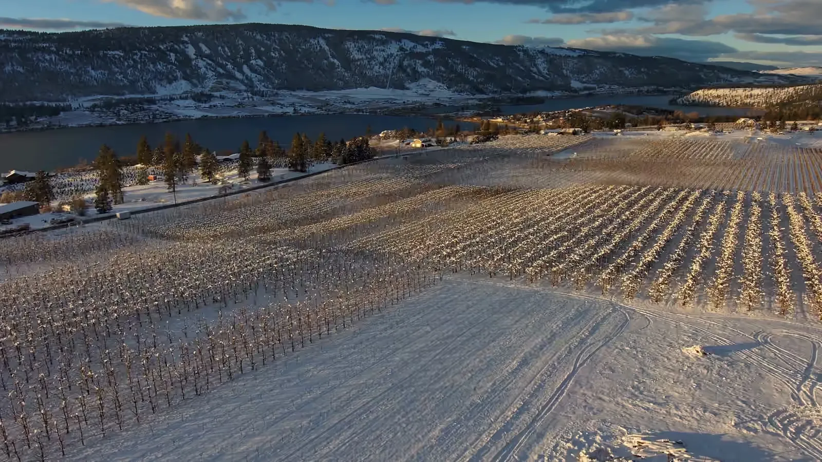 Aerial view of Bryce's family orchard in Lake Country at golden hour, snow on the rows and Okanagan Lake behind